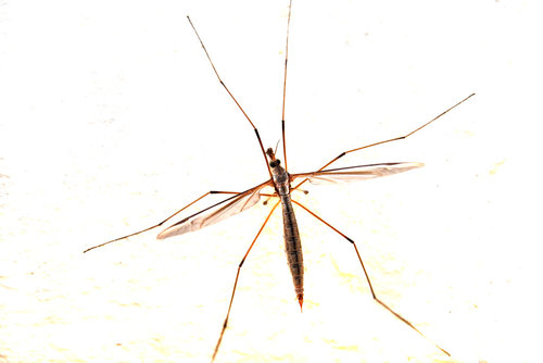 Hard to be a&nbsp;Hawk